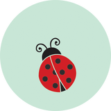 Ladybug